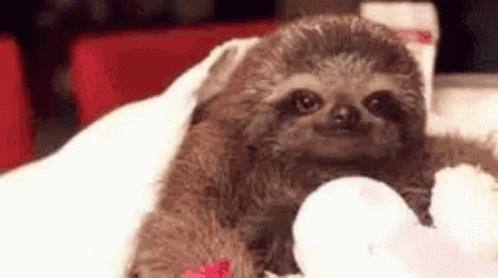 A Baby Sloth Is Sitting On A Bed Holding A White Stuffed Animal . GIF