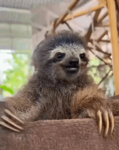 A Baby Sloth Is Sitting On A Tree Branch With Its Mouth Open . GIF