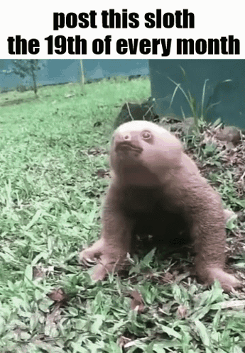 A Baby Sloth Is Walking In The Grass With The Words Post This Sloth The 19Th Of Every Month GIF