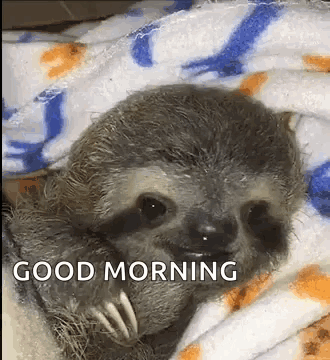 A Baby Sloth Is Wrapped In A Blanket And Saying Good Morning . GIF