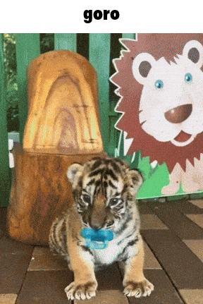A Baby Tiger Wearing A Pacifier Is Sitting In Front Of A Lion Statue GIF