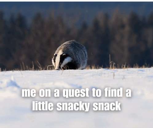 a badger in the snow with the words me on a quest to find a little snacky snack