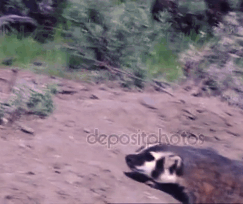 a badger is laying on the ground in the dirt
