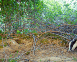 Badger Standing Near Tree In Dirt GIF