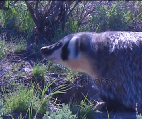 a badger standing in the grass with the word photos in the corner