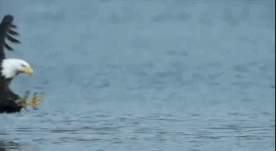A Bald Eagle Is Standing In The Water With Its Wings Outstretched . GIF