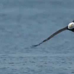 a bald eagle is standing in the water with its wings outstretched