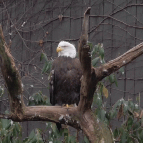 a bald eagle perched on a tree branch looking down