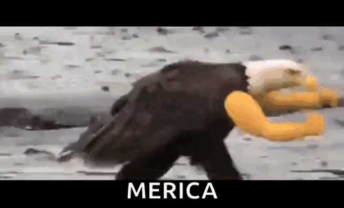 a bald eagle with a yellow arm is walking on the ground .