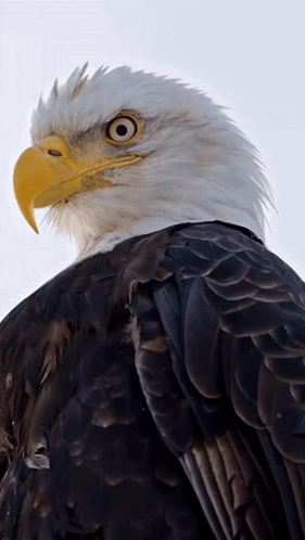 a bald eagle with a yellow beak and black feathers looks at the camera