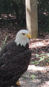 A Bald Eagle With A Yellow Beak Is Standing On The Ground GIF