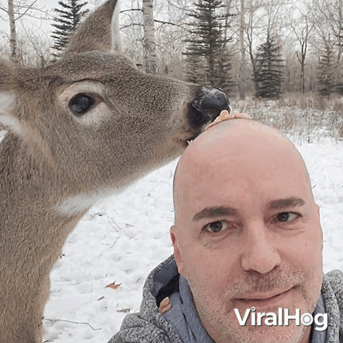 A Bald Man With A Deer On His Head And The Words Viralhog On The Bottom Right GIF