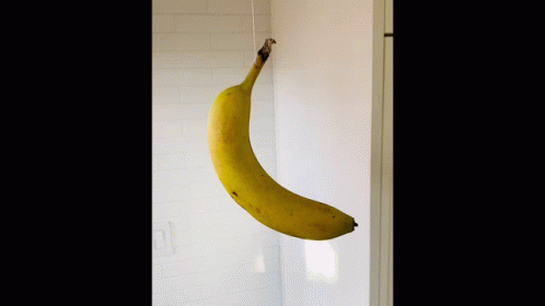 A Banana Is Hanging From A Rope On A White Wall GIF