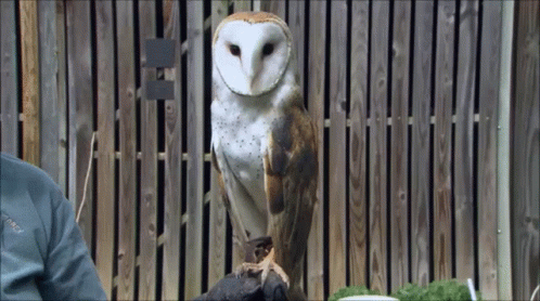 A Barn Owl Sitting On A Person 'S Arm Looking At The Camera GIF