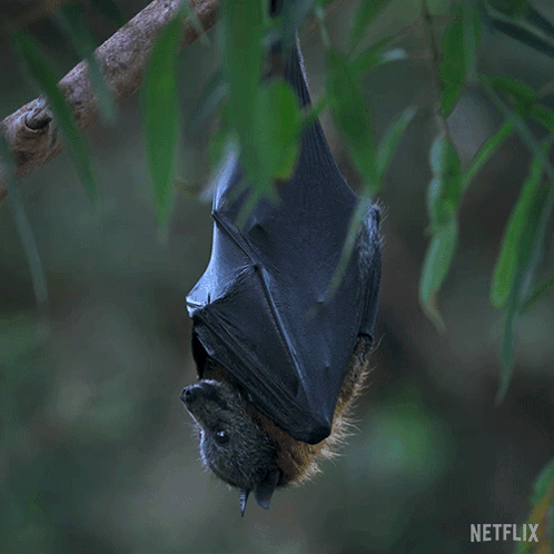 A Bat Hanging Upside Down From A Tree Branch With Netflix Written On The Bottom GIF