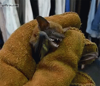 A Bat Is Being Held In A Glove With The Website Gifbin.com Visible GIF
