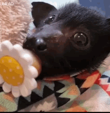 A Bat Is Eating A Stuffed Flower On A Bed . GIF