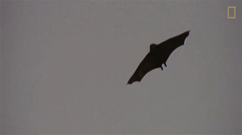 A Bat Is Flying In The Sky With A National Geographic Logo Behind It GIF