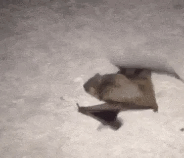 A Bat Is Flying Through The Air On A Gray Background . GIF