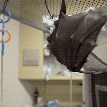 A Bat Is Hanging Upside Down In A Cage In A Kitchen GIF