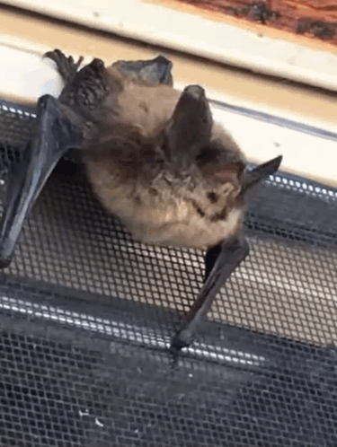 A Bat Is Hanging Upside Down On A Screen . GIF