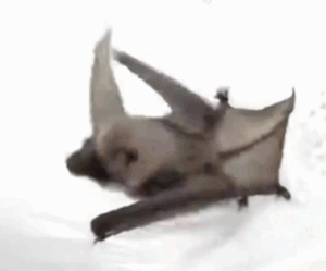 A Bat Is Laying On Its Back On A White Surface With Its Wings Spread . GIF
