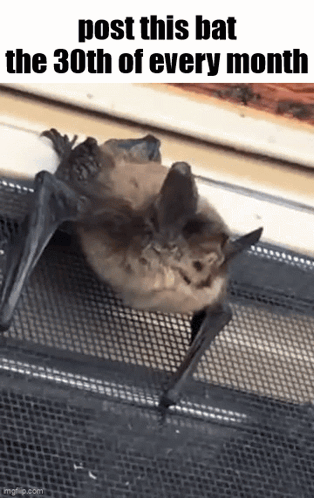A Bat Is Sitting On A Fence With The Words Post This Bat The 30Th Of Every Month Written On It . GIF