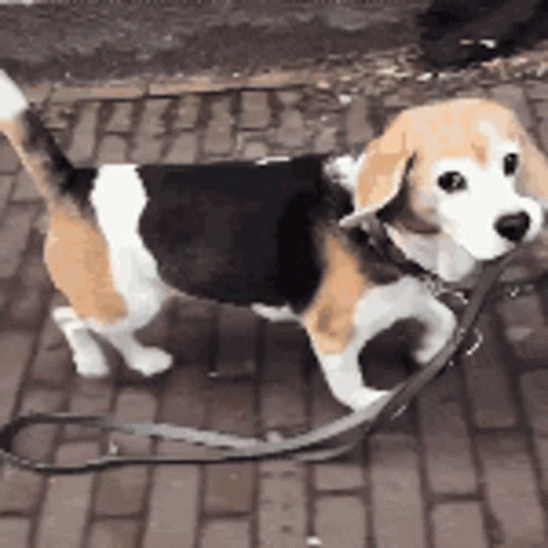 A Beagle Dog On A Leash Walking On A Brick Sidewalk GIF
