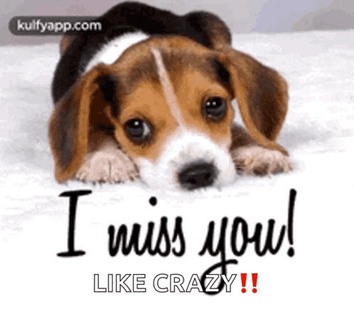 A Beagle Puppy Is Laying Down On A Bed And Says `` I Miss You Like Crazy '' . GIF
