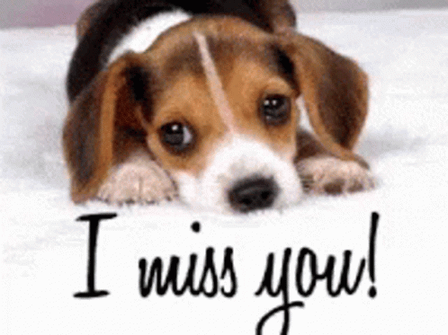 A Beagle Puppy Is Laying On A Bed With The Words I Miss You Written On The Bottom GIF