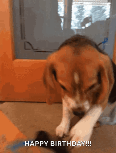 A Beagle Puppy Is Playing With A Cat And Says " Happy Birthday " GIF