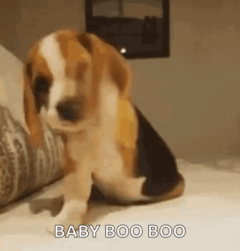 A Beagle Puppy Is Sitting On A Bed With The Words `` Baby Boo Boo '' Written On It . GIF