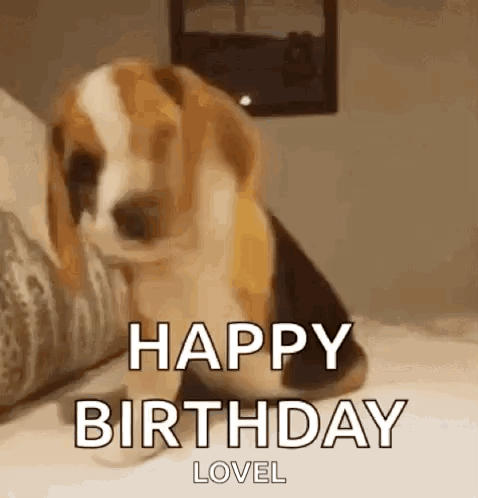 A Beagle Puppy Is Sitting On A Bed With The Words `` Happy Birthday Lovel '' . GIF