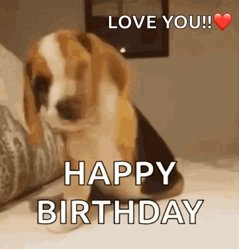 A Beagle Puppy Is Sitting On A Bed With The Words `` Love You ! Happy Birthday '' Written On It . GIF