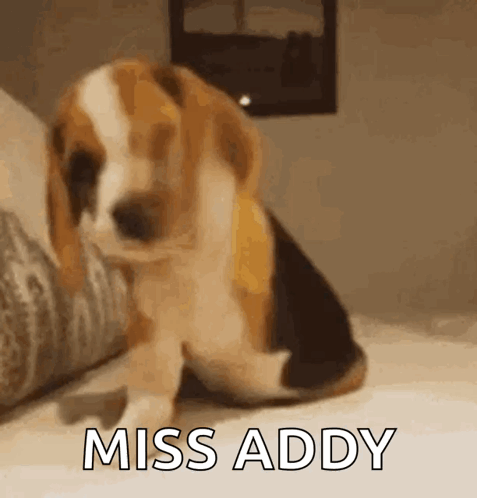 A Beagle Puppy Is Sitting On A Bed With The Words Miss Addy Written On It . GIF