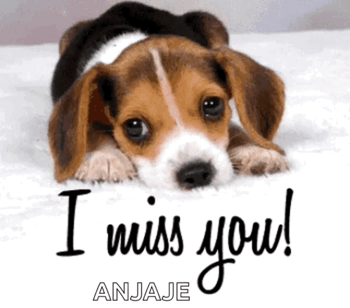A Beagle Puppy Laying On A Bed With The Words I Miss You Written Below It GIF