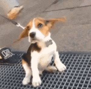 A Beagle Puppy On A Leash Is Sitting On A Mat . GIF