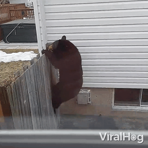 A Bear Climbs A Wooden Fence In Front Of A House With The Words Viralhog On The Bottom Right GIF