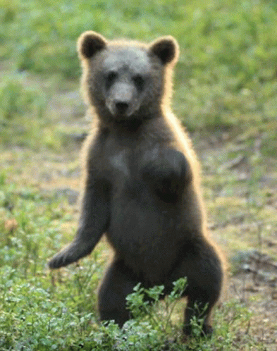A Bear Cub Standing On Its Hind Legs In A Field GIF