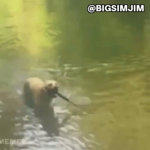 A Bear Is Holding A Stick In Its Mouth While Walking Through A River . GIF