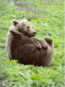 A Bear Is Laying On Its Back In The Grass With A Caption That Says `` After Taco Tuesday Wet Fart Wednesday '' . GIF