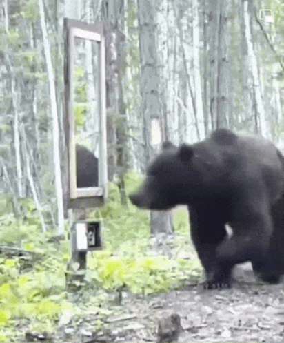 A Bear Is Looking At Its Reflection In A Mirror In The Woods GIF