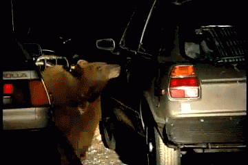 A Bear Is Standing Next To A Car With The Word Toyota On It GIF