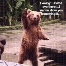 A Bear Is Standing On Its Hind Legs And Says " Heeeyy Come Over Here I Wanna Show You Something !!! " GIF