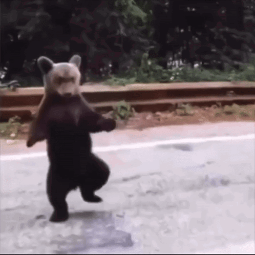A Bear Is Standing On Its Hind Legs On A Road GIF