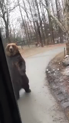 A Bear Is Standing On Its Hind Legs On The Side Of A Road In The Woods . GIF