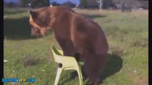 A Bear Sits On A Chair In A Field With The Website Distractify.com On The Bottom GIF