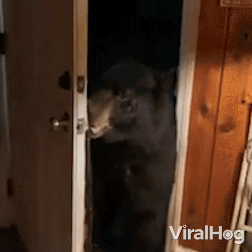 A Bear Standing In A Doorway With Viralhog Written On The Bottom Right Corner GIF