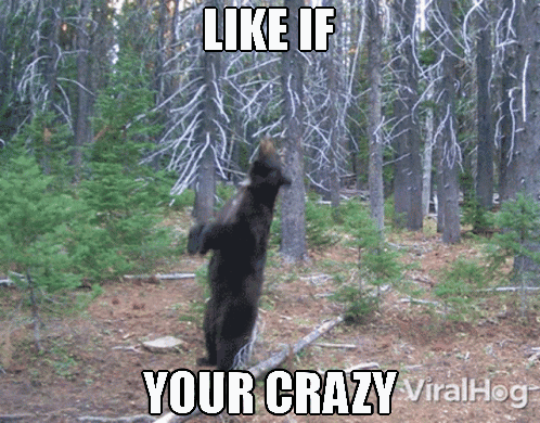 A Bear Standing On Its Hind Legs In A Forest With The Caption Like If Your Crazy Viralhog GIF