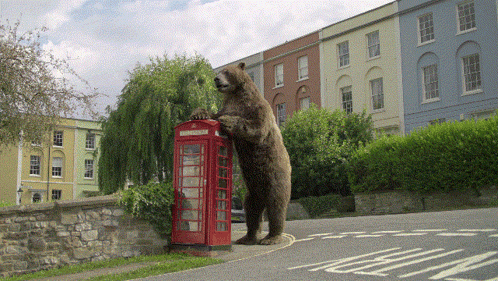 A Bear Standing On Its Hind Legs Next To A Red Phone Booth GIF